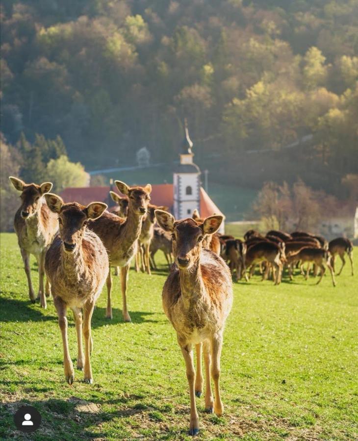 Guesthouse Jelenov greben Podčetrtek Buitenkant foto